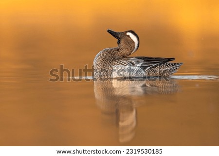 Garganey duck swimming in epic morning sunlight, stretching its neck Zdjęcia stock © 