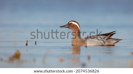 Garganey - male at a wetlands in spring Zdjęcia stock © 