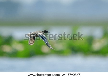 Garganey  Spatula querquedula Common Winter Visitor Seasonal migration to escape cold weather natural swamp at Bung Boraphet. 