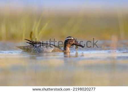 Garganey (Spatula querquedula) is a small dabbling duck. Male bird swimming in Wetland during Migration. Wildlife Scene in Nature of Europe. Zdjęcia stock © 