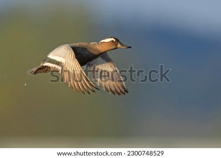 The garganey (Spatula querquedula) is a small dabbling duck. Zdjęcia stock © 