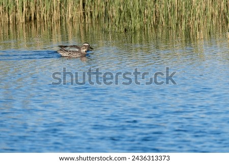 The garganey (Spatula querquedula) is a small dabbling duck. It breeds in much of Europe and across the Palearctic, but is strictly migratory, with the entire population moving to southern Africa Asia Zdjęcia stock © 