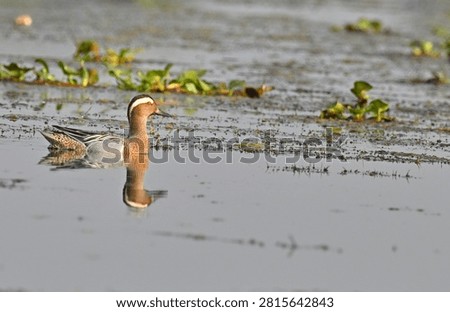 Garganey (Spatula querquedula)- Small Dabbling duck