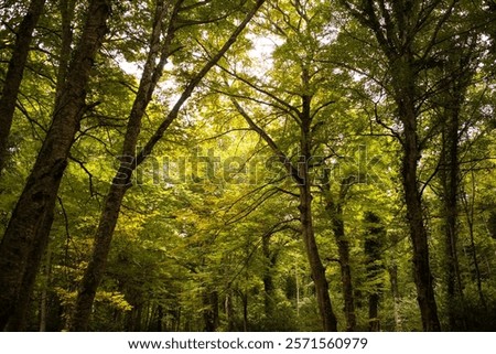 Gargano is a National Park in the Apulia region of Italy. Gargano is partially covered by the ancient forest Foresta Umbra, the only remaining oak and beech forest in Italy.
