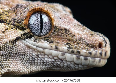 Gargoyle Gecko against a black background/New Caledonian Bumpy Gecko/Gargoyle Gecko (Rhacodactylus Auriculatus)