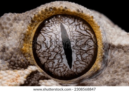 Gargoyle gecko closeup eye with isolated background, Gargoyle gecko lizard detail eyes