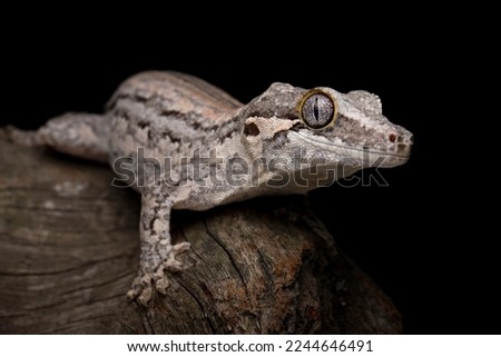Gargoyle gecko closeup on wood with isolated background, Gargoyle gecko lizard on wood