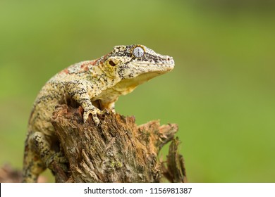 Gargoyle gecko or New Caledonian bumpy gecko (Rhacodactylus auriculatus) is a species of gecko found only on the southern end of the island of New Caledonia.