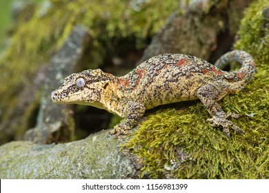 Gargoyle gecko or New Caledonian bumpy gecko (Rhacodactylus auriculatus) is a species of gecko found only on the southern end of the island of New Caledonia.