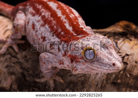 Gargoyle Gecko, Rhacodactylus auriculatus, Isolated on Black.