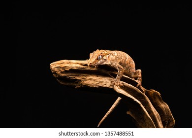 Gargoyle gecko (Rhacodactylus auriculatus) or New Caledonian bumpy gecko is a species of gecko found only on the southern end of New Caledonia island.