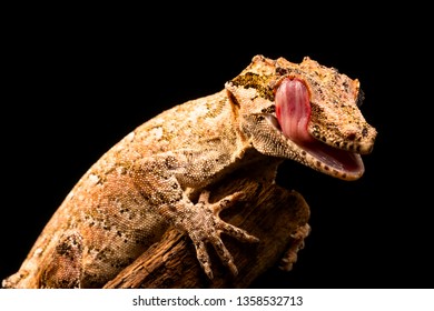 Gargoyle gecko (Rhacodactylus auriculatus) or New Caledonian bumpy gecko is a species of gecko found only on the southern end of New Caledonia island.