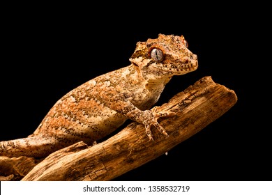 Gargoyle gecko (Rhacodactylus auriculatus) or New Caledonian bumpy gecko is a species of gecko found only on the southern end of New Caledonia island.