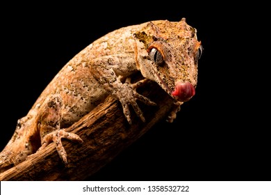 Gargoyle gecko (Rhacodactylus auriculatus) or New Caledonian bumpy gecko is a species of gecko found only on the southern end of New Caledonia island.