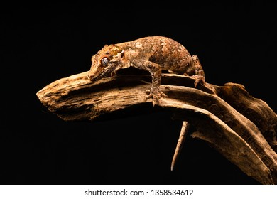 Gargoyle gecko (Rhacodactylus auriculatus) or New Caledonian bumpy gecko is a species of gecko found only on the southern end of New Caledonia island.