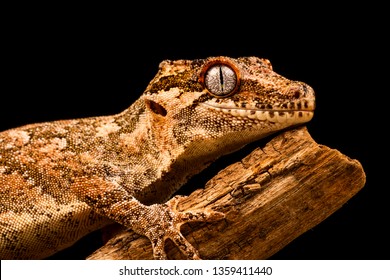 Gargoyle gecko (Rhacodactylus auriculatus) or New Caledonian bumpy gecko is a species of gecko found only on the southern end of New Caledonia island.