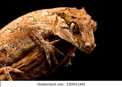 Gargoyle gecko (Rhacodactylus auriculatus) or New Caledonian bumpy gecko is a species of gecko found only on the southern end of New Caledonia island.