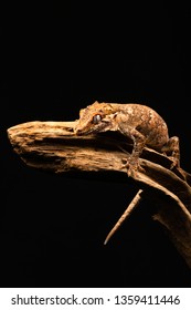 Gargoyle gecko (Rhacodactylus auriculatus) or New Caledonian bumpy gecko is a species of gecko found only on the southern end of New Caledonia island.