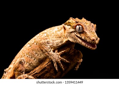 Gargoyle gecko (Rhacodactylus auriculatus) or New Caledonian bumpy gecko is a species of gecko found only on the southern end of New Caledonia island.