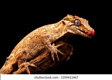 Gargoyle gecko (Rhacodactylus auriculatus) or New Caledonian bumpy gecko is a species of gecko found only on the southern end of New Caledonia island.