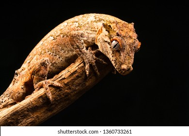 Gargoyle gecko (Rhacodactylus auriculatus) or New Caledonian bumpy gecko is a species of gecko found only on the southern end of New Caledonia island.