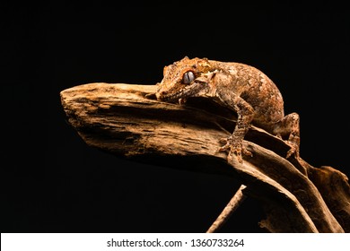 Gargoyle gecko (Rhacodactylus auriculatus) or New Caledonian bumpy gecko is a species of gecko found only on the southern end of New Caledonia island.