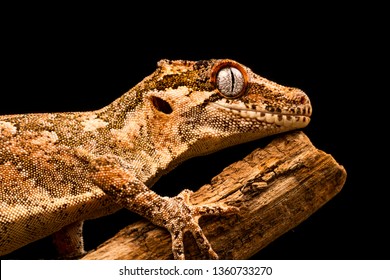 Gargoyle gecko (Rhacodactylus auriculatus) or New Caledonian bumpy gecko is a species of gecko found only on the southern end of New Caledonia island.