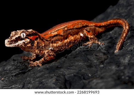 Gargoyle gecko (Rhacodactylus auriculatus) red