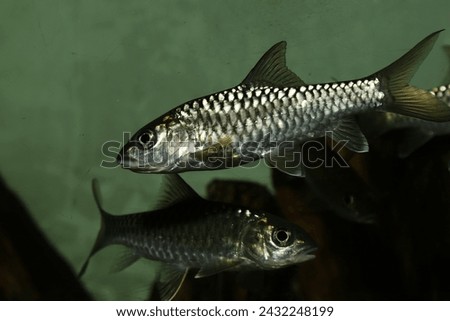 Gariang Fish, Thai Masheer or Tor tambroides. The most expensive freshwater fish to consume.