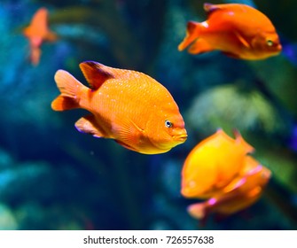 Garibaldi Damselfish