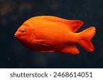 Garibaldi fish
Hypsypops rubicundus
red fish