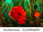 Garibaldi fish underwater close up. Underwater Garibaldi fishes. Garibaldi fishes under water. Underwater coral fishes