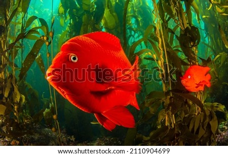 Garibaldi fish underwater close up. Underwater Garibaldi fishes. Garibaldi fishes under water. Underwater coral fishes