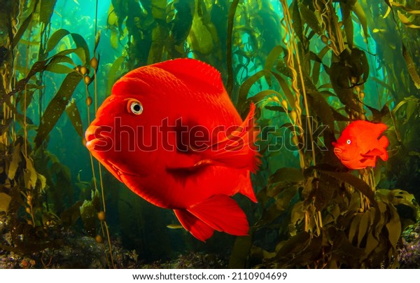 Garibaldi\
fish underwater close up. Underwater Garibaldi fishes. Garibaldi\
fishes under water. Underwater coral\
fishes
