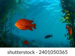 Garibaldi fish in the underwater world. Underwater Garibaldi fish. Beautiful Garibaldi fish underwater. Underwater life scene