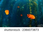 Garibaldi fish in the underwater world. Underwater Garibaldi fish. Underwater coral fish. Coral fish underwater