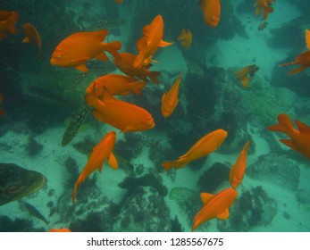 Garibaldi In La Jolla Cove