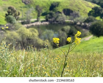 Garin Regional Park In Hayward, California