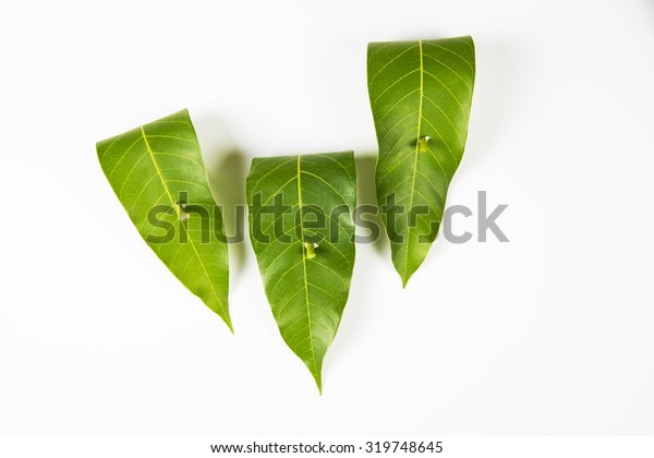 Garland Mango Leaves Indian Sweet Pedha Religion Signs Symbols