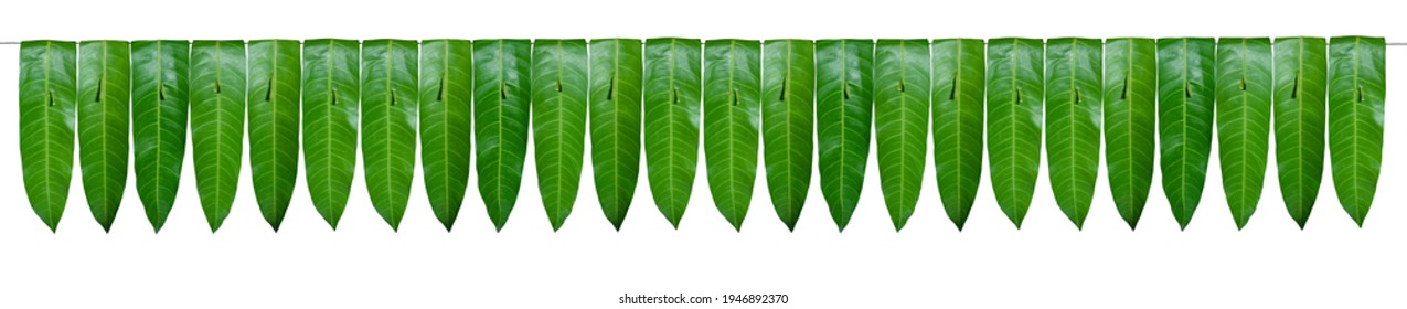 Garland Of Mango Leaves, Isolated On White Background Natural Mango Leaf Garland