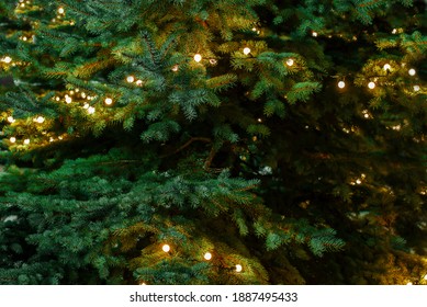 Garland On The Tree Outside. Christmas Tree Decorated With Christmas Lights. Selective Focus