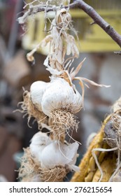 garlic