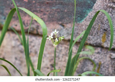 Garlic Blooms Breaking Through Concrete