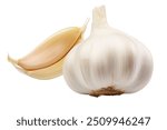 Garlic bulb and clove isolated. Garlic bulbs with cloves on white background. White garlic bulb composition. With clipping path. Full depth of field.