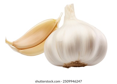 Garlic bulb and clove isolated. Garlic bulbs with cloves on white background. White garlic bulb composition. With clipping path. Full depth of field.