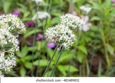 Garlic Chives