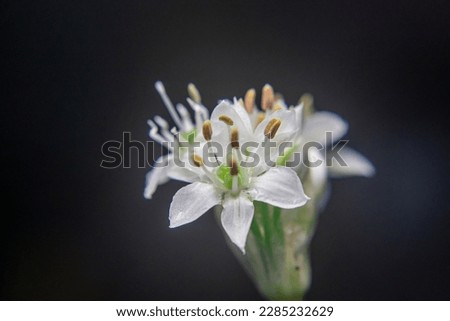 Garlic chives Flower or Chinese chives. This plant originates from Asia and as a food and traditional medicine. Garlic chives have a distinctive garlic aroma and are used as a seasoning. 