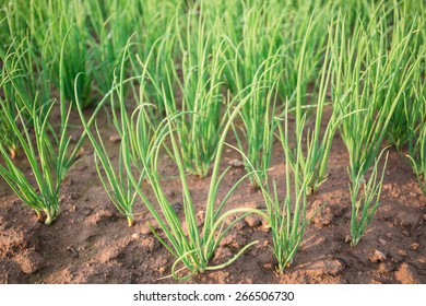 Garlic Chives Growing On Brown Soil 