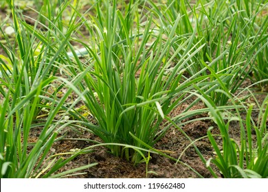 Garlic Chives Growing On A Soil