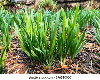 Garlic Chives Growing On A Soil